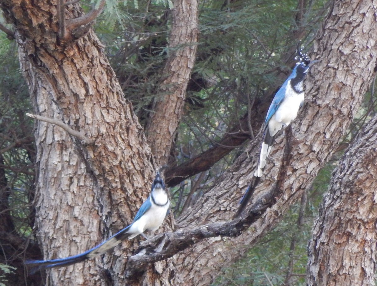 Black-throated Magpie-Jay - ML22215641
