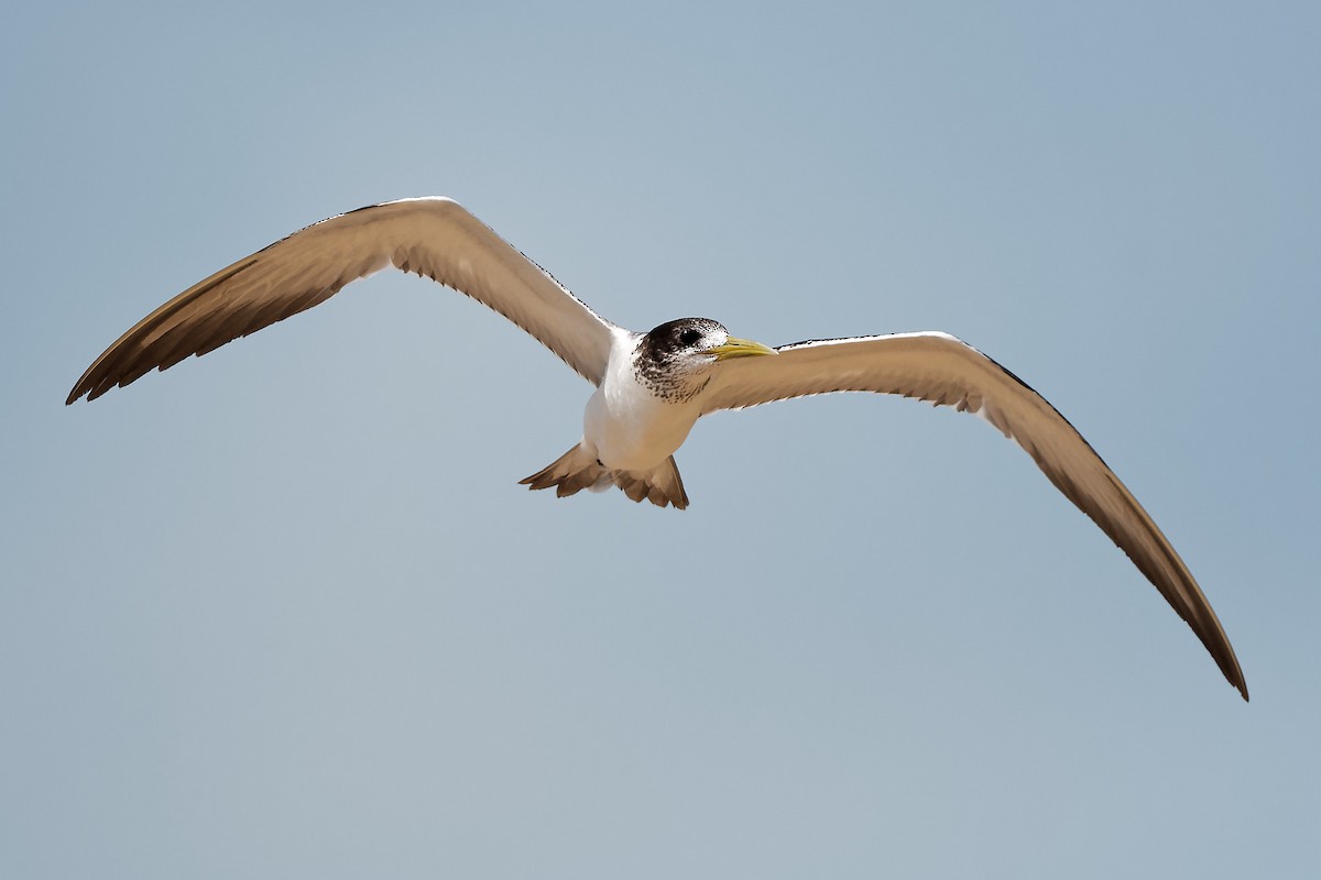 Great Crested Tern - David Morrison