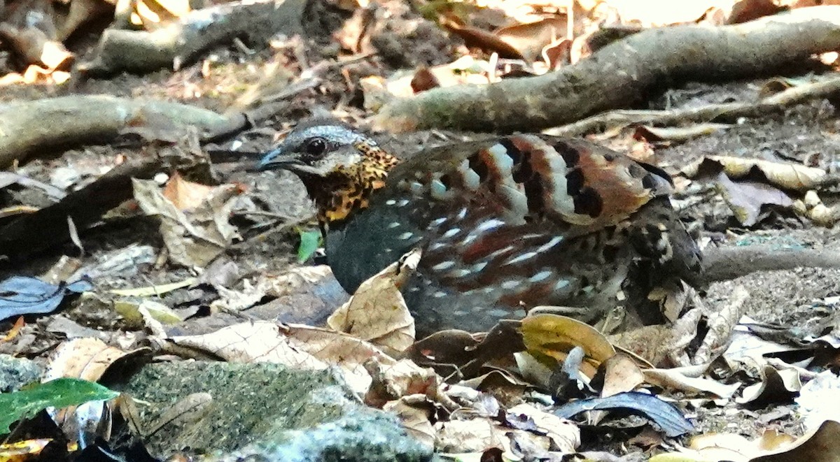 Rufous-throated Partridge - ML222158941