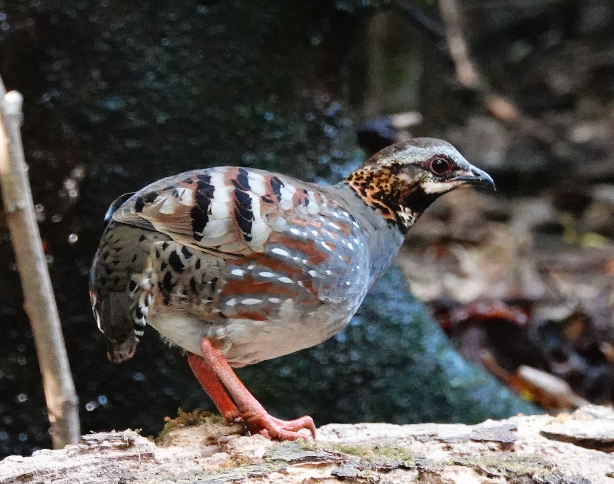 Rufous-throated Partridge - ML222158991