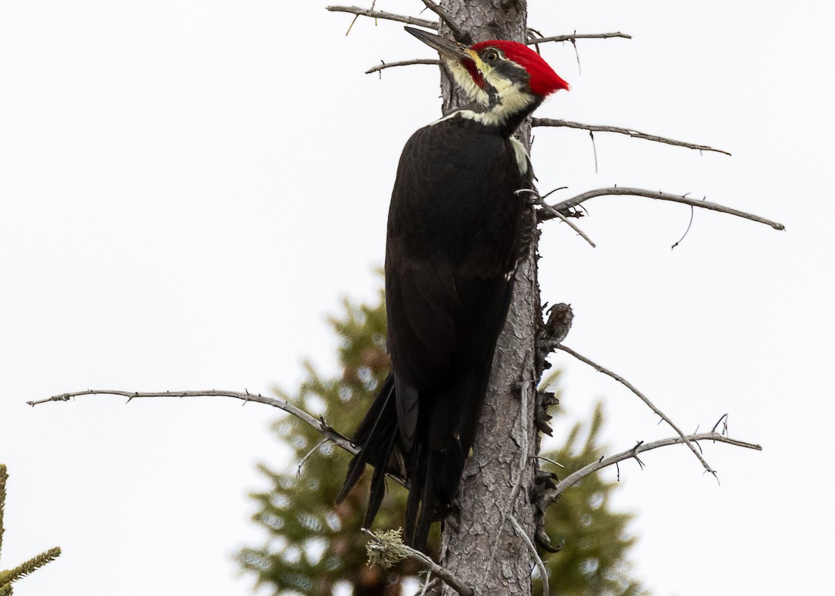 Pileated Woodpecker - Luc Tremblay