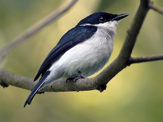  - Black-winged Flycatcher-shrike