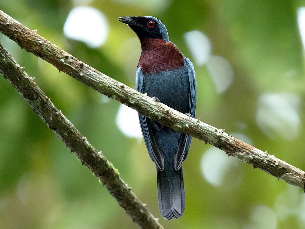 Maroon-breasted Philentoma - Ayuwat Jearwattanakanok