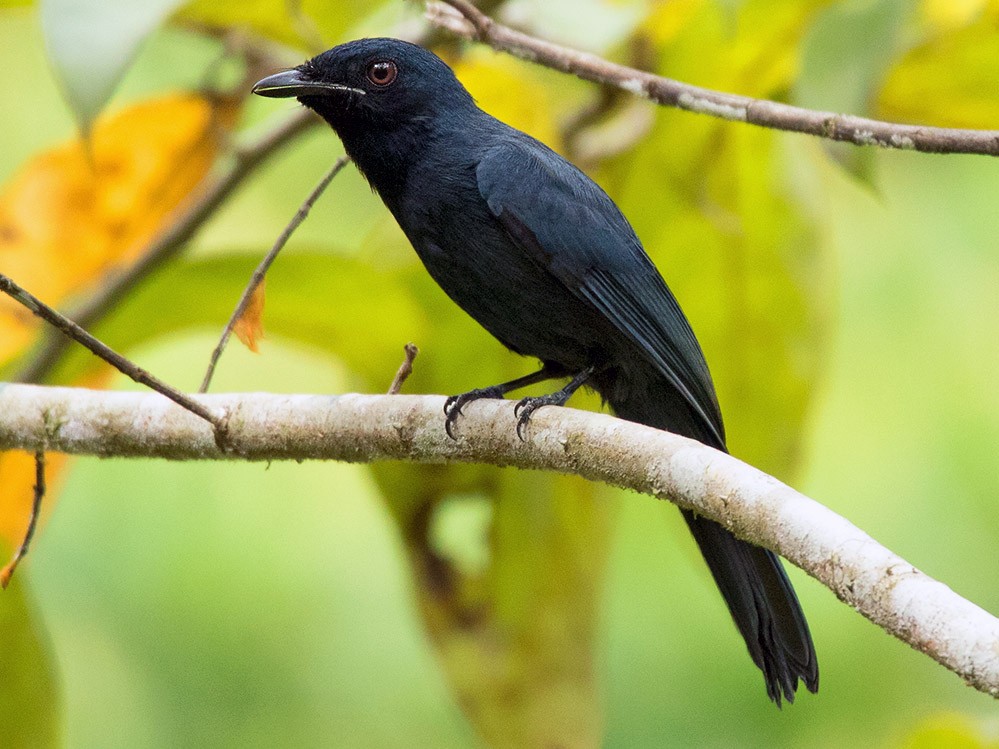 Maroon-breasted Philentoma - eBird