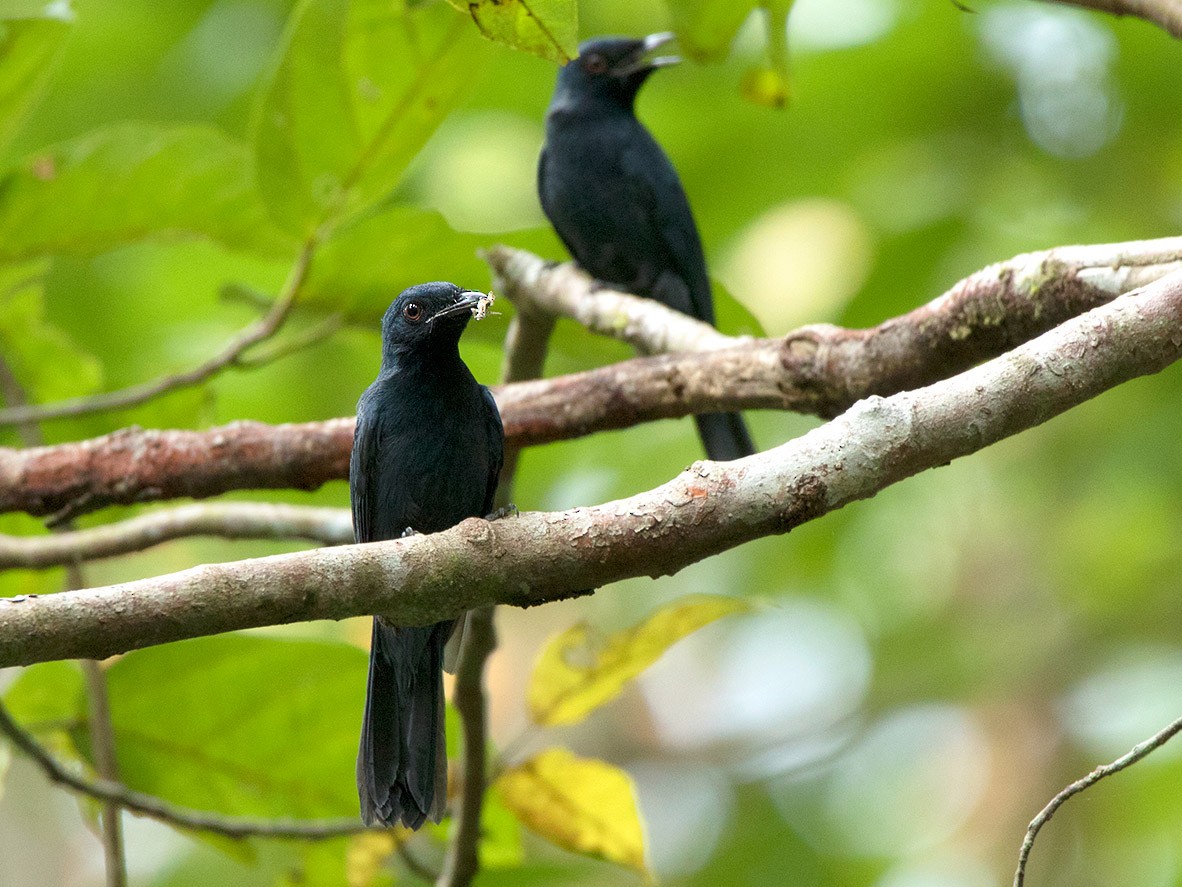 Maroon-breasted Philentoma - eBird