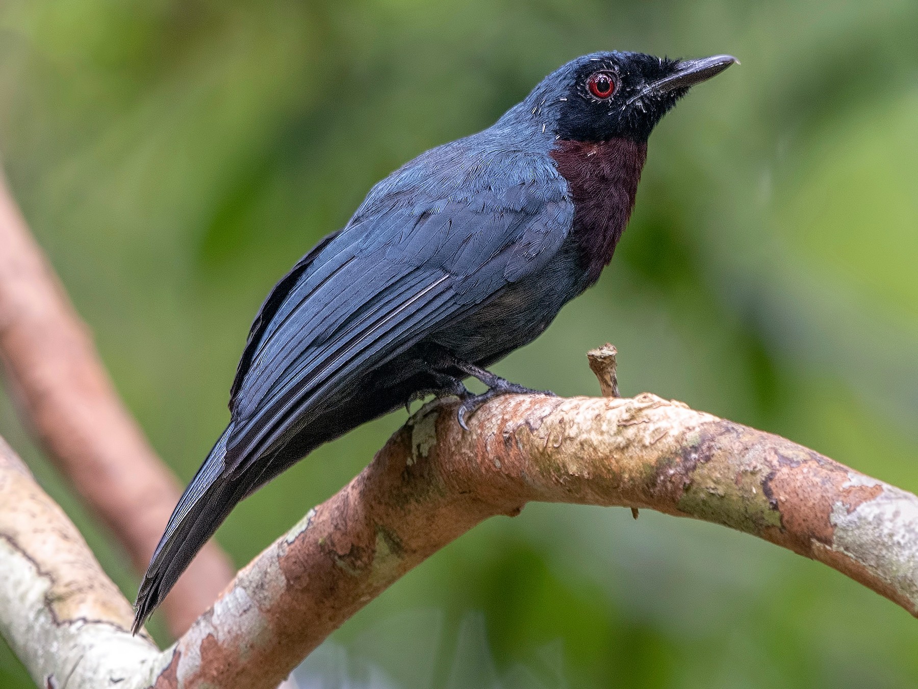 Maroon-breasted Philentoma - Wai Loon Wong