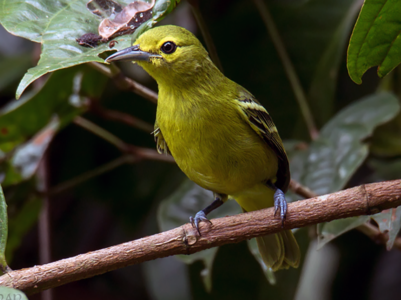 Green Iora - eBird