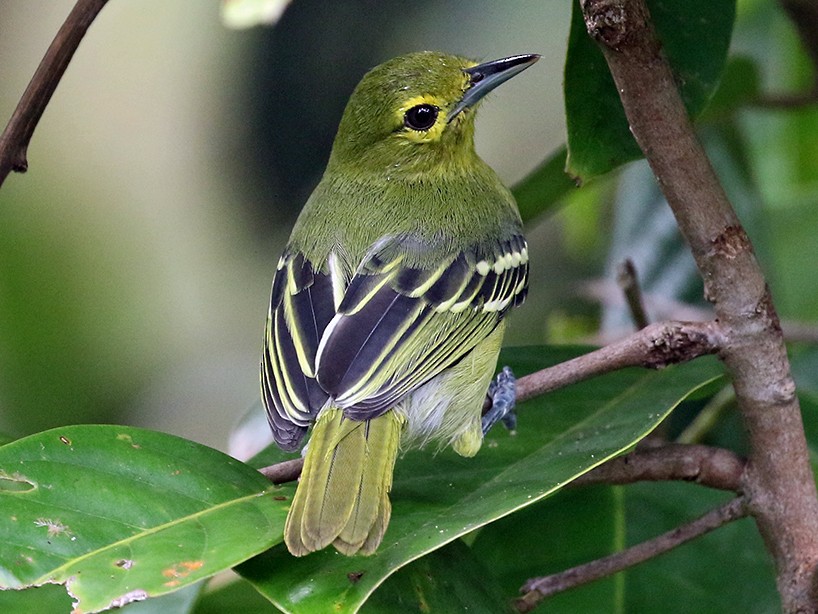 Green Iora - Charley Hesse TROPICAL BIRDING