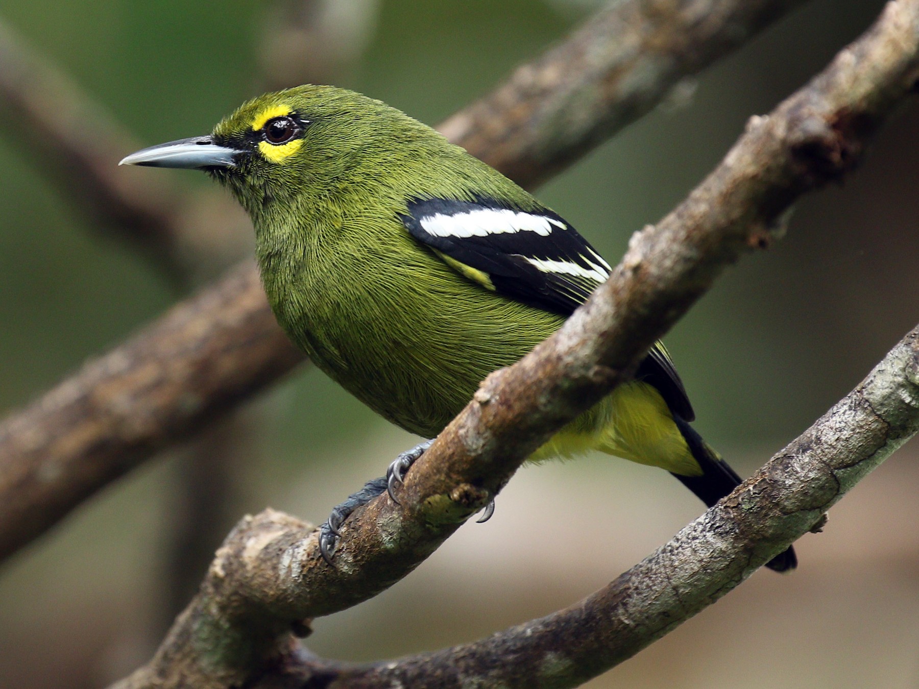 Green Iora - eBird