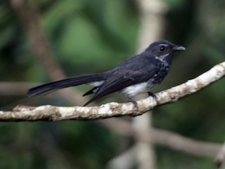 シロボシオウギビタキ - eBird