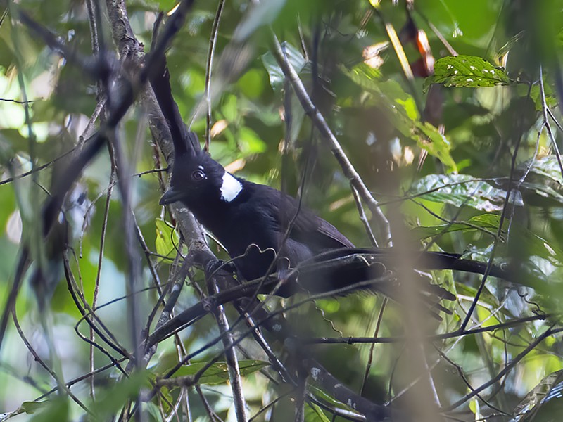 Crested Jayshrike - liewwk birdtourmalaysia