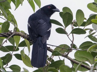 Malayan Black Magpie - eBird