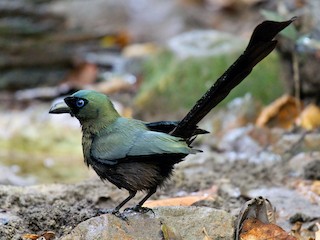 Racket-tailed Treepie - eBird
