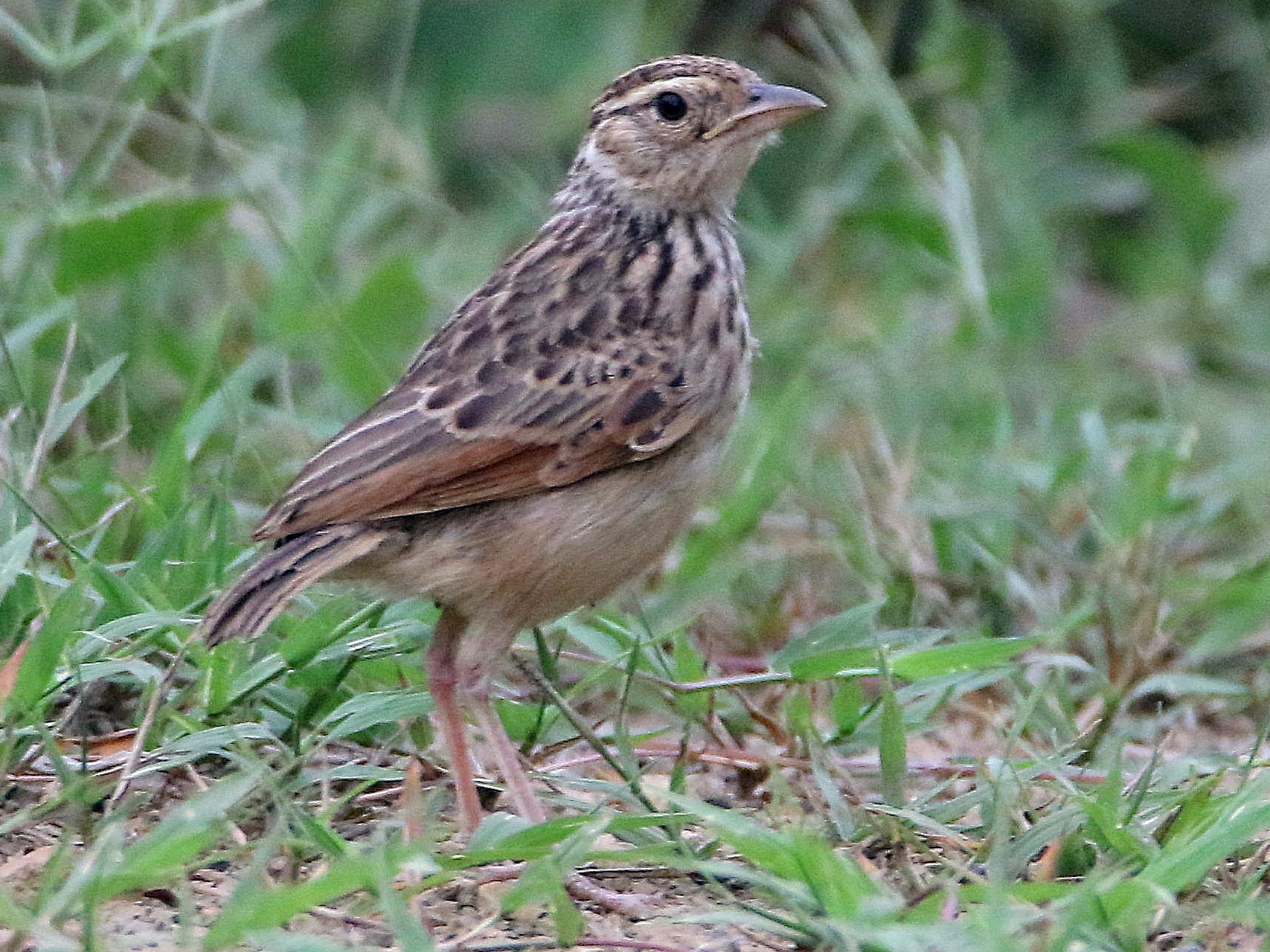 Indochinese Bushlark - Mu-Chi (牧起) Tsai (蔡)