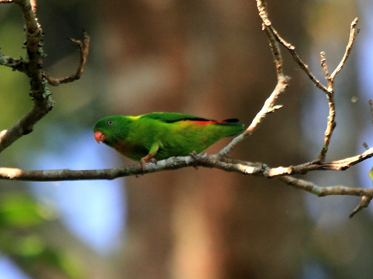 Yellow-throated Hanging-Parrot - ML222166521