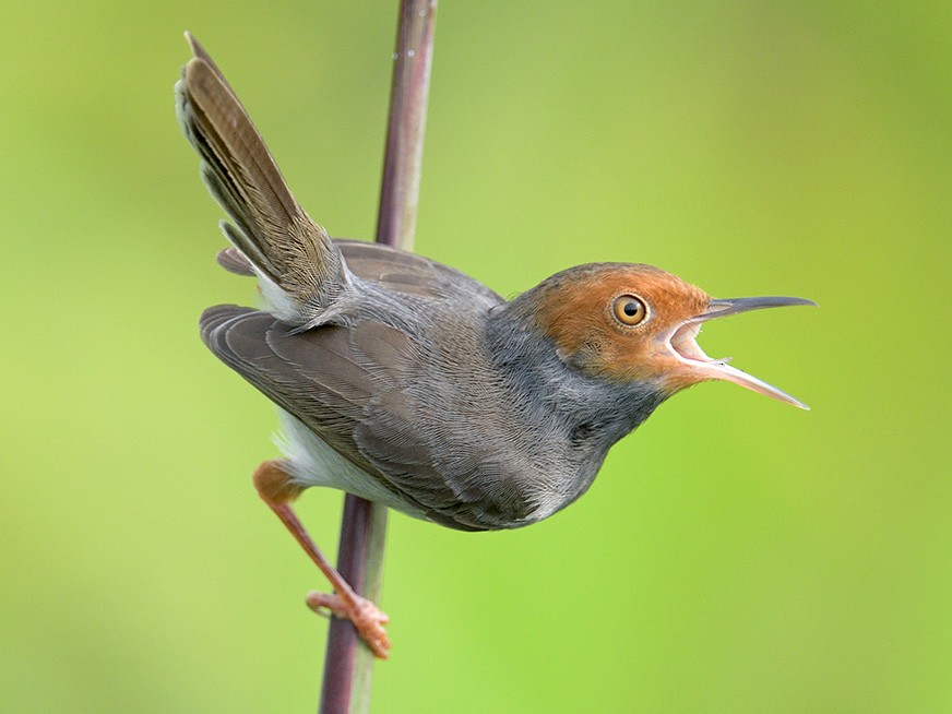 Ashy Tailorbird - Con Foley