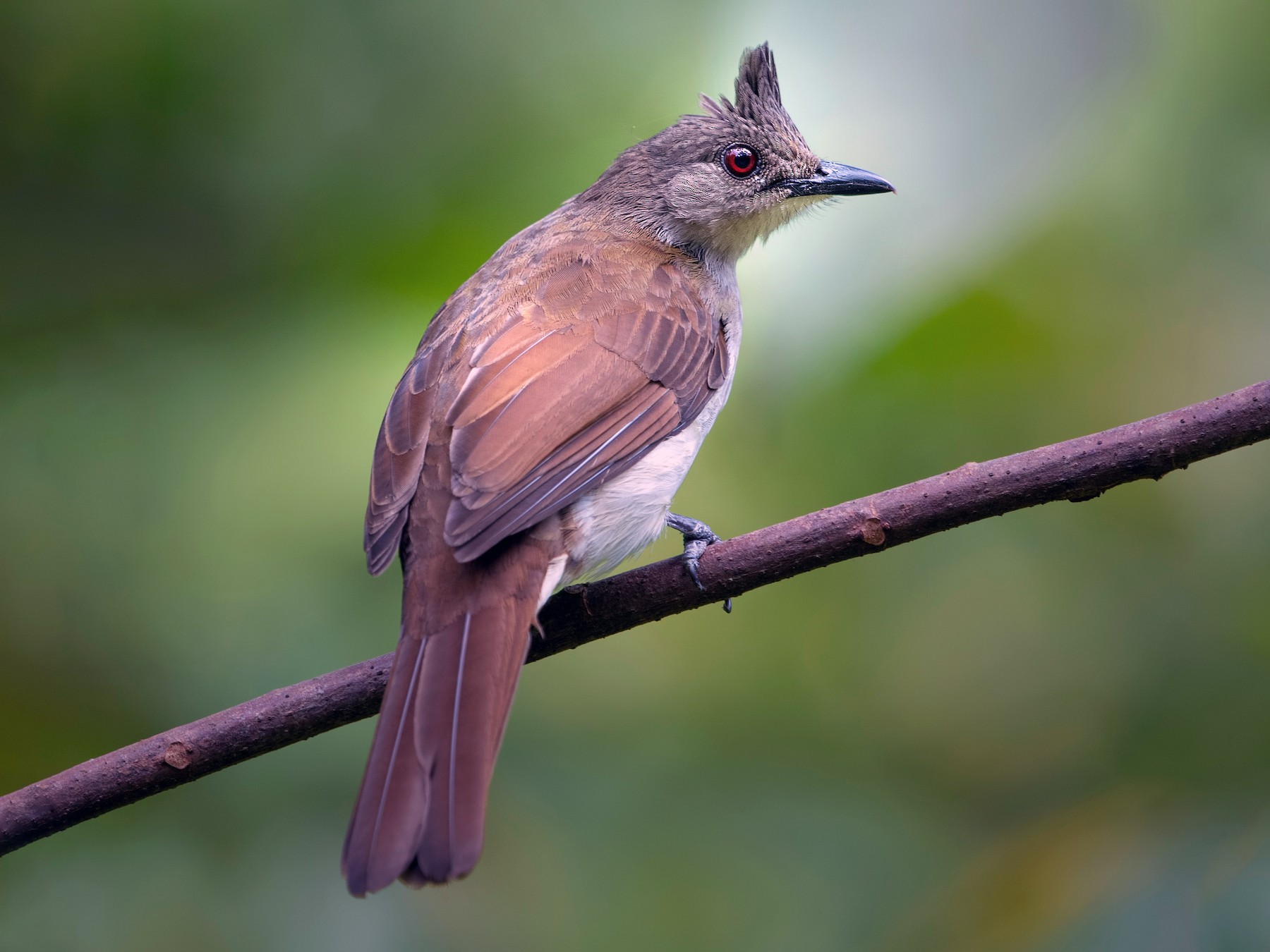 Puff-backed Bulbul - Wai Loon Wong