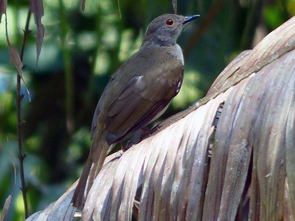 Bulbul de Anteojos - eBird