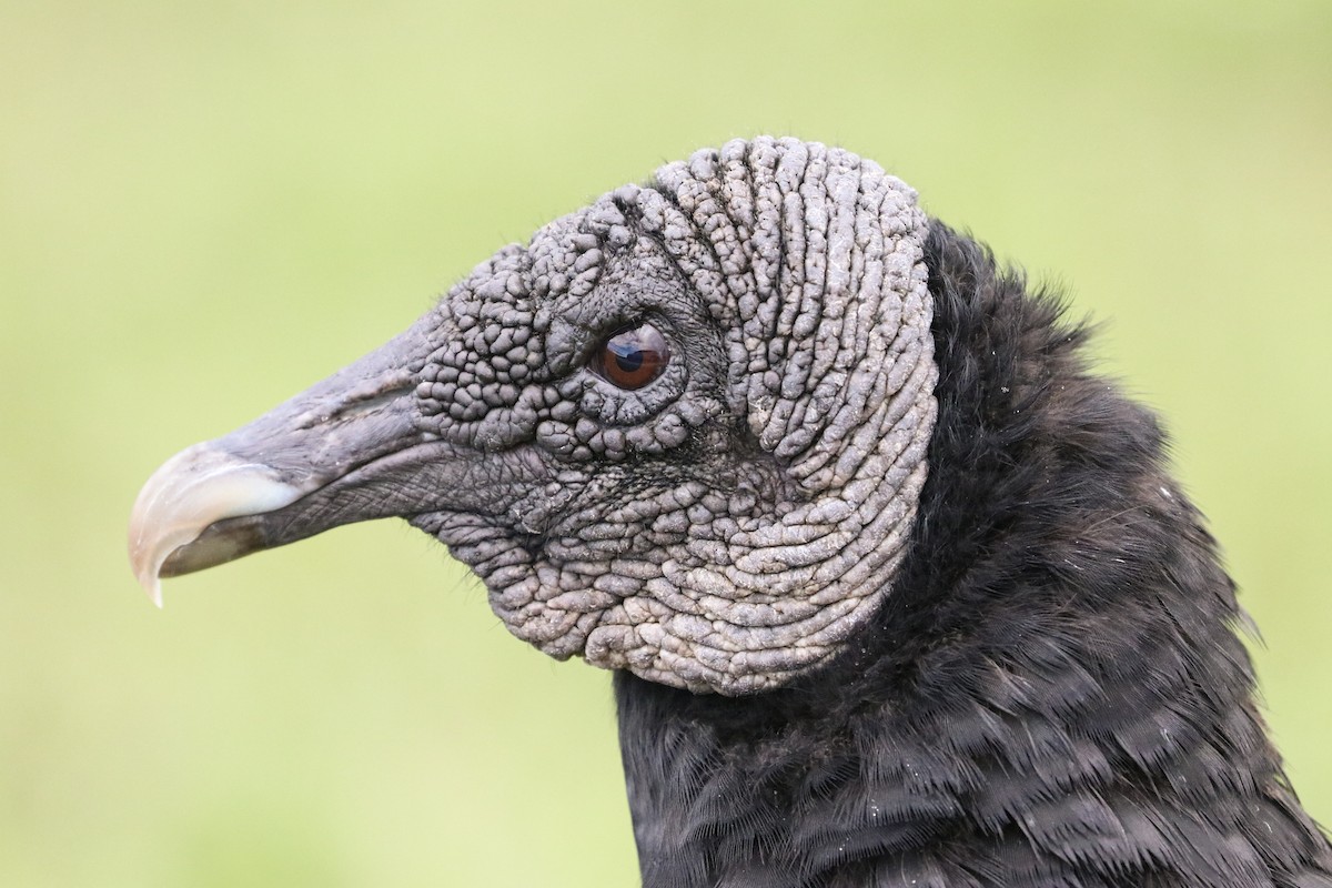 Black Vulture - Drew Chaney