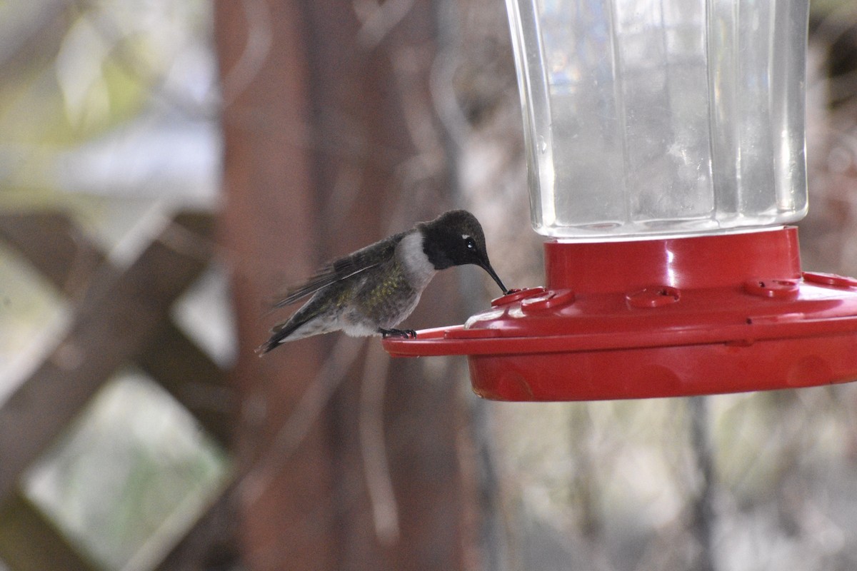 Black-chinned Hummingbird - ML222178811