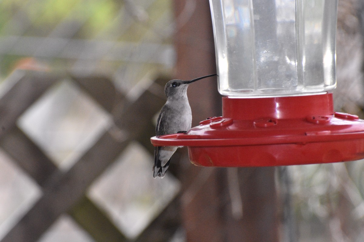 Black-chinned Hummingbird - ML222178871