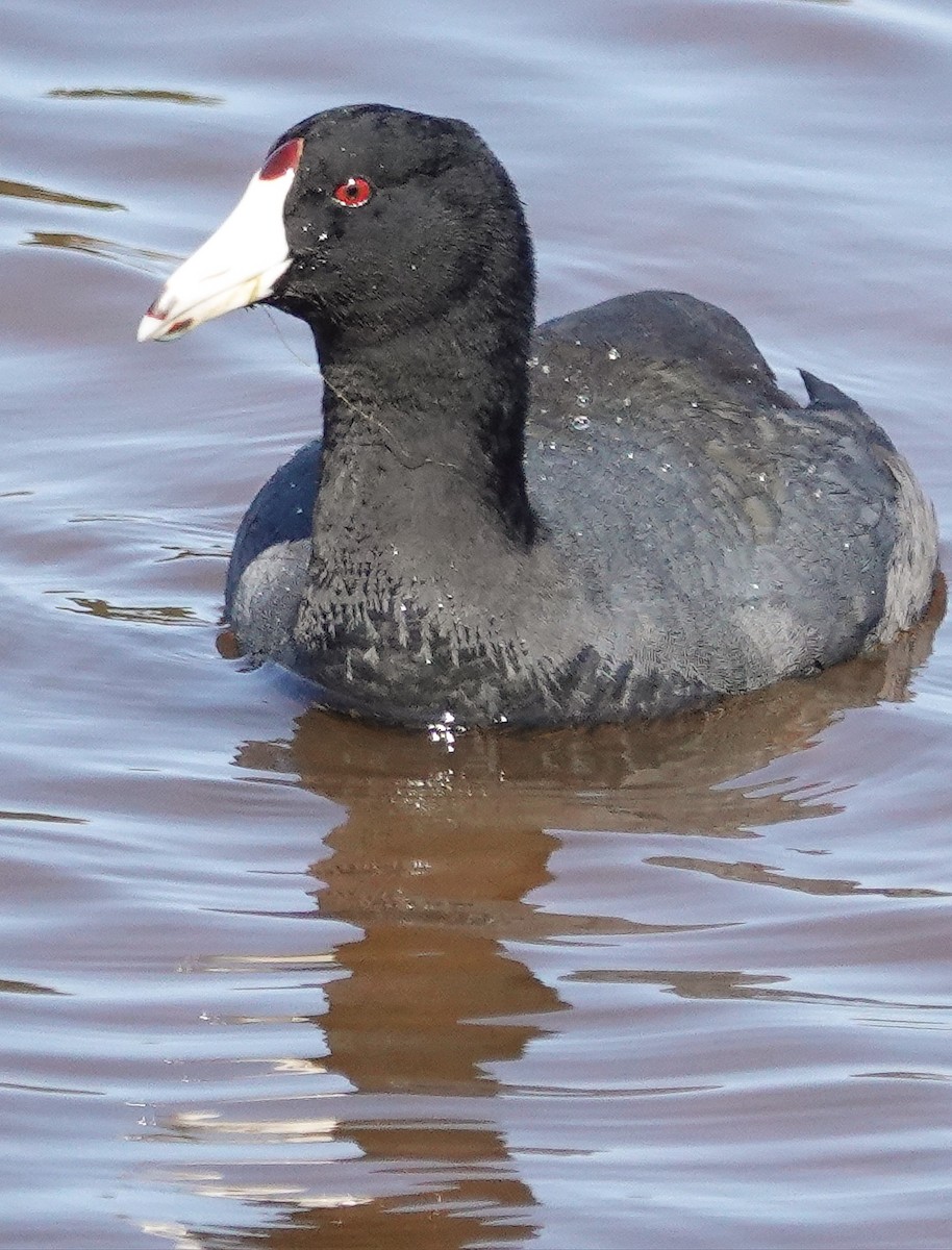 American Coot (Red-shielded) - Kathleen Horn
