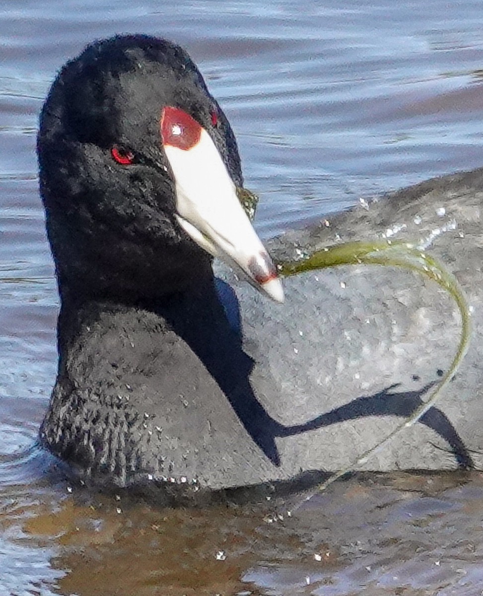 American Coot (Red-shielded) - ML222183761