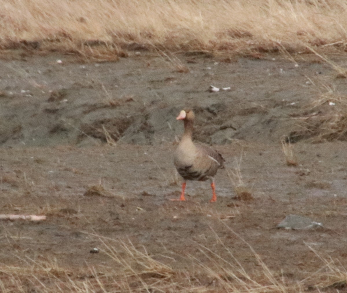 Greater White-fronted Goose - ML222184601