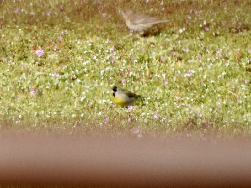 Lawrence's Goldfinch - ML222188071