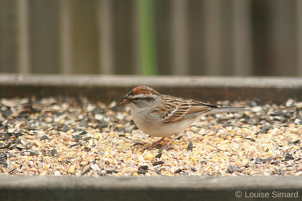 Chipping Sparrow - ML222190061