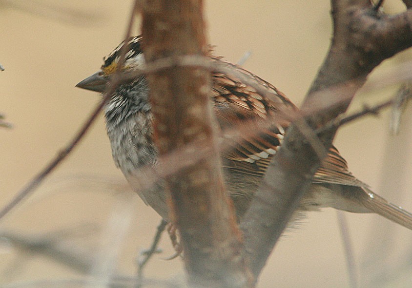 White-throated Sparrow - ML222190891