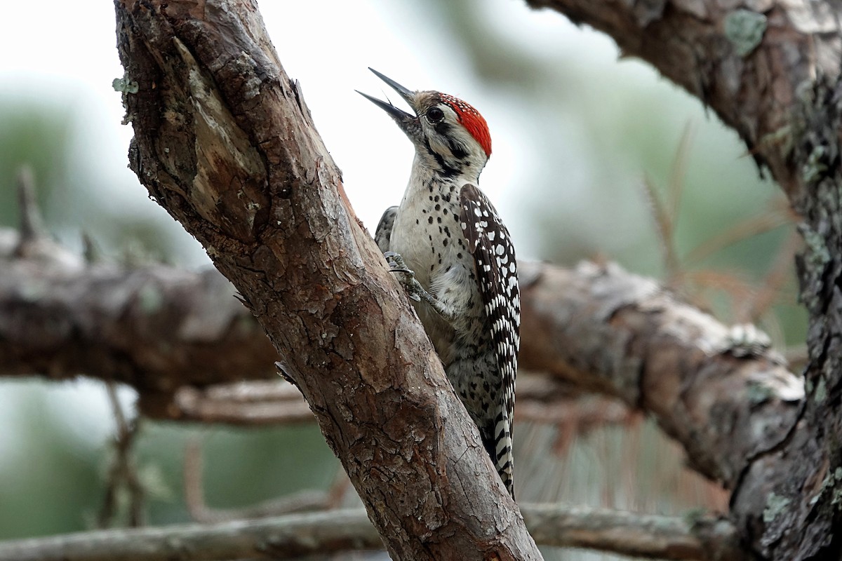 Ladder-backed Woodpecker - Andy Liu