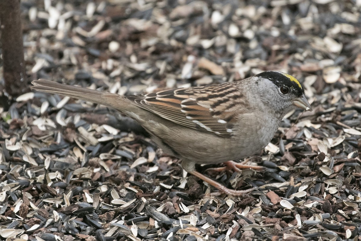 Golden-crowned Sparrow - ML222197091