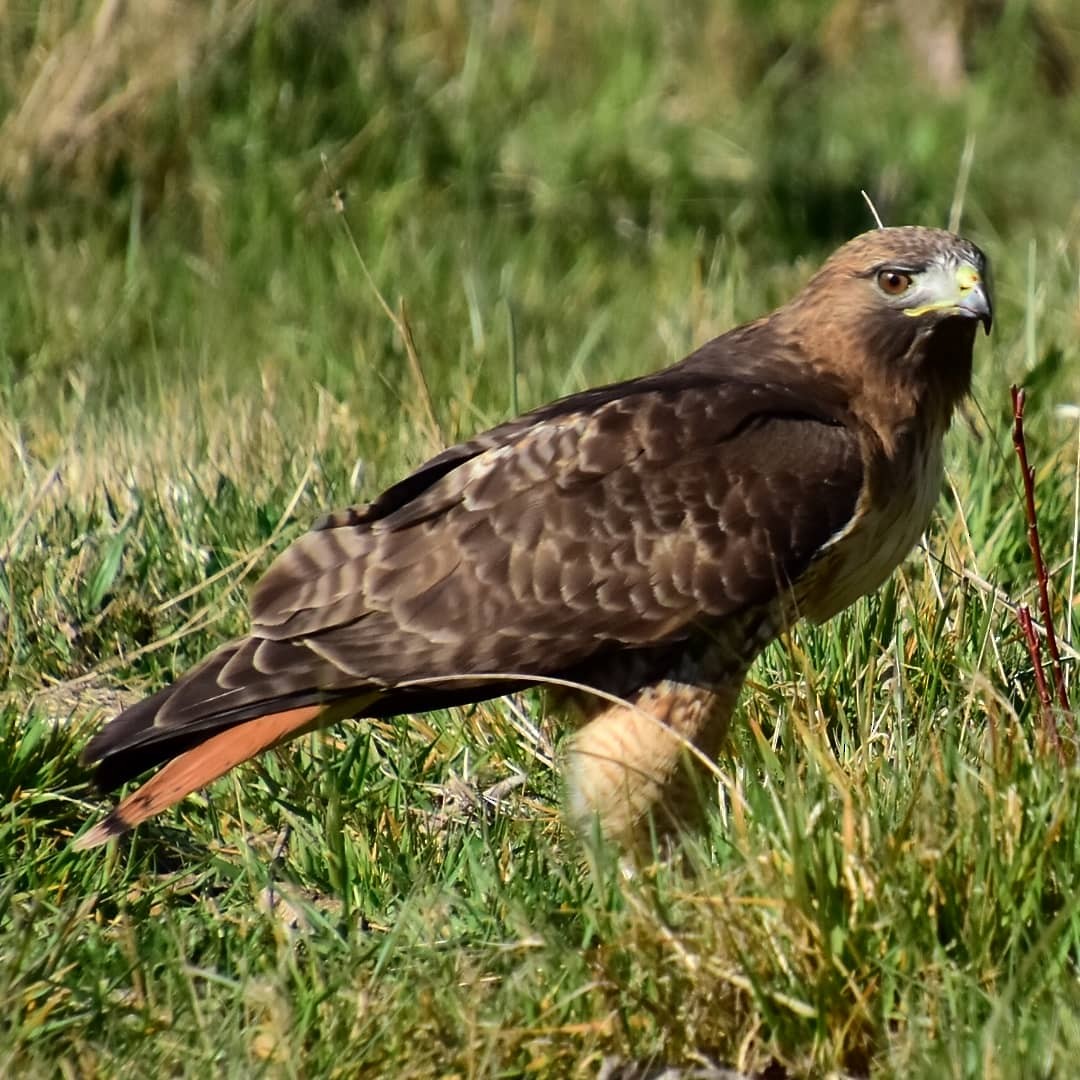 Red-tailed Hawk - ML222199341