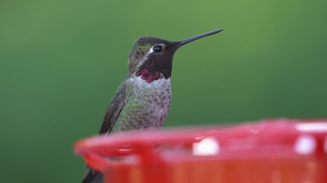 Anna's Hummingbird - ML222200261