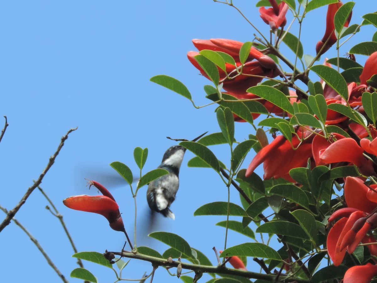 White-throated Hummingbird - Lucia Colombino