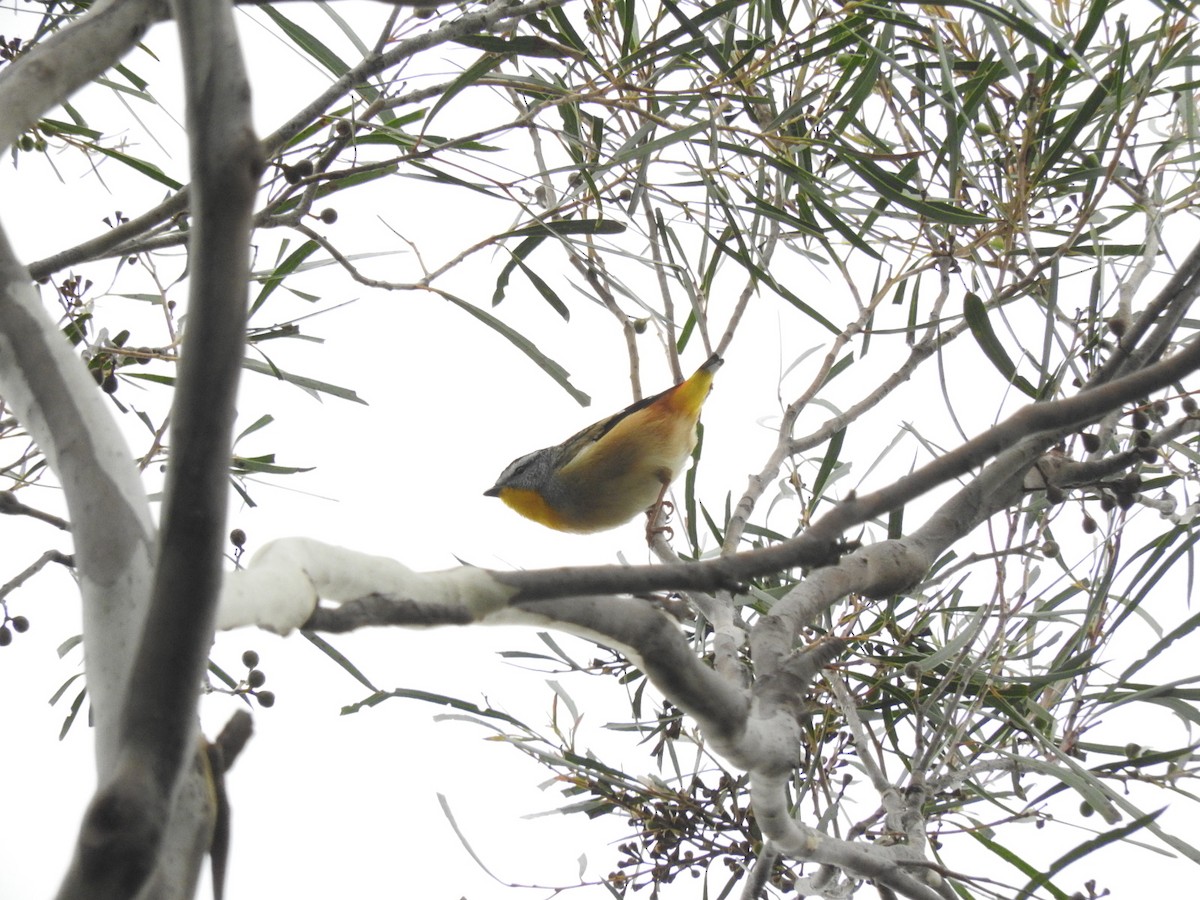 Spotted Pardalote - ML222201681