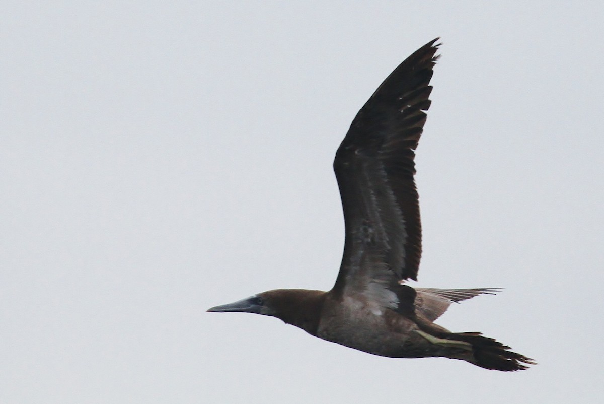 Brown Booby - ML222202851