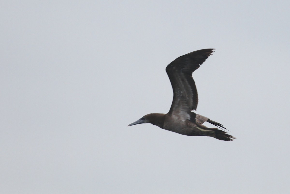 Brown Booby - ML222202861