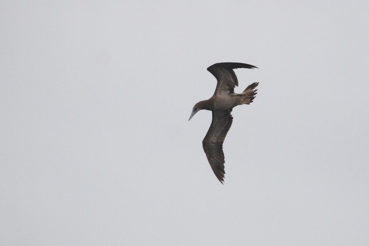 Brown Booby - ML222202891