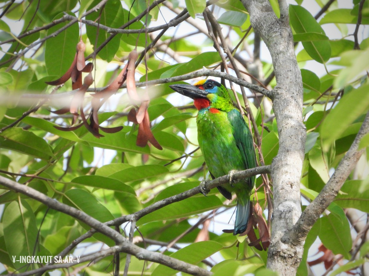 Red-throated Barbet - ML222205921