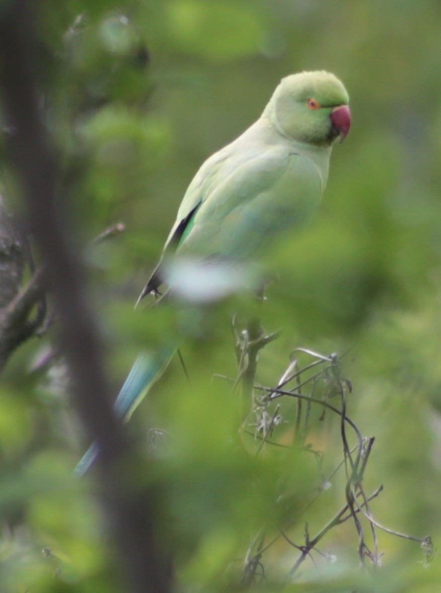 Rose-ringed Parakeet - Parth Chauhan