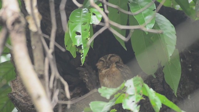 Indian Scops-Owl - ML222207291