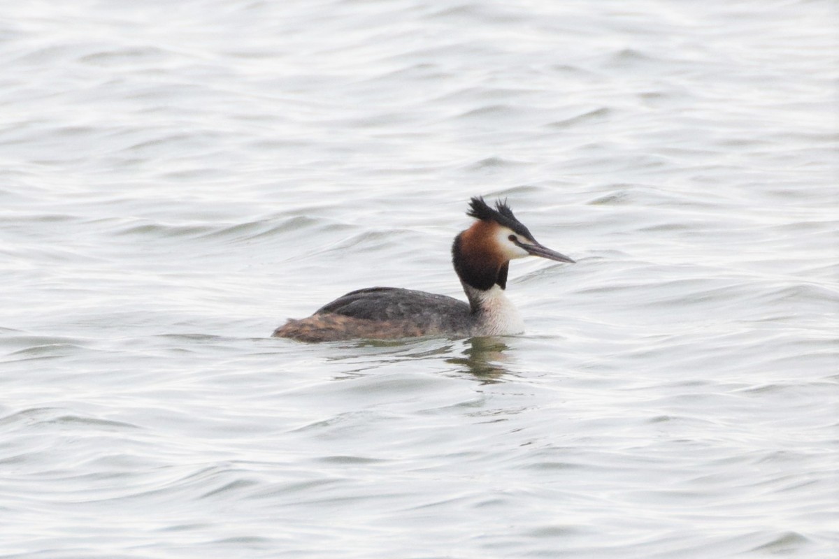 Great Crested Grebe - ML222207771