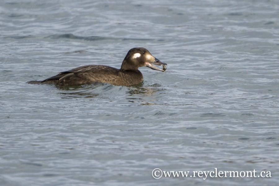 White-winged Scoter - Rey Clermont