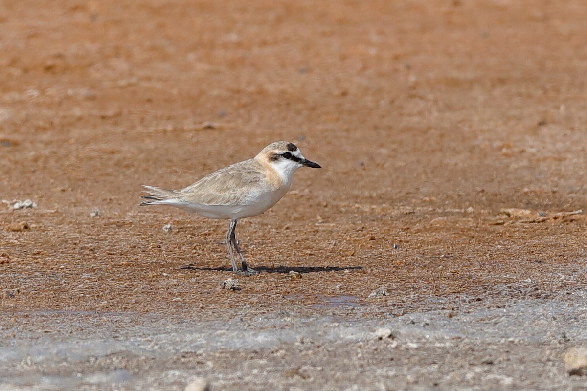 White-fronted Plover - Holger Teichmann