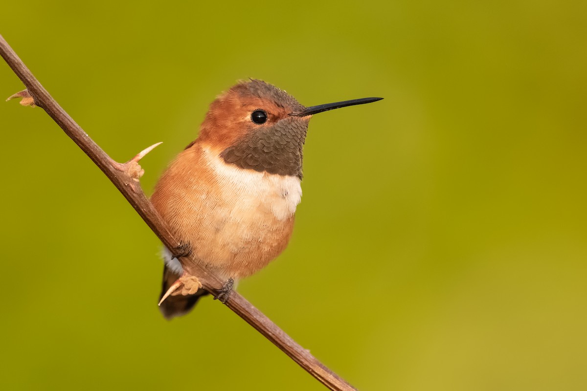 Rufous Hummingbird - ML222210471
