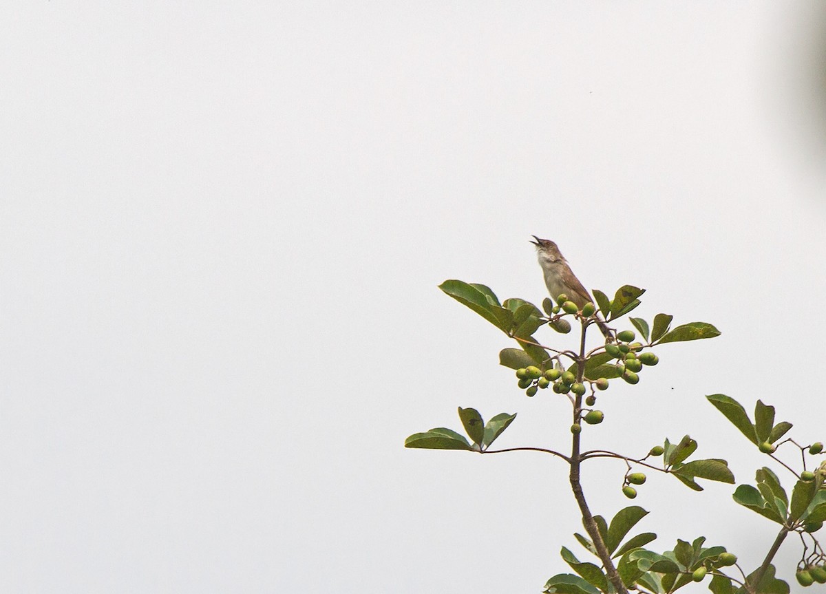 Whistling Cisticola - Niall D Perrins