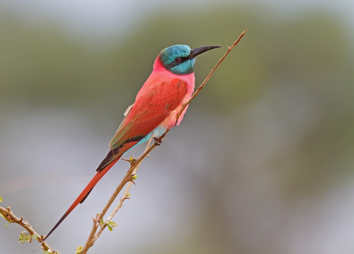 Northern Carmine Bee-eater - Niall D Perrins