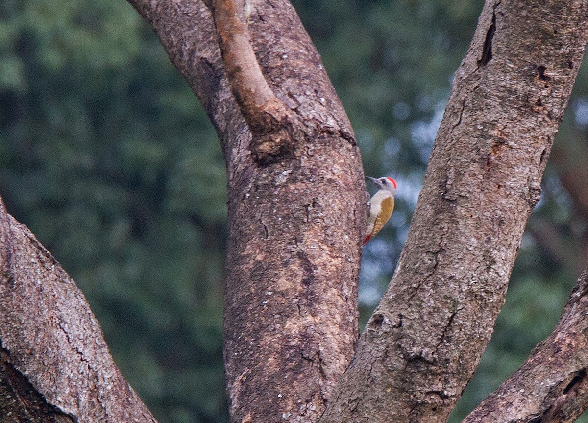 African Gray Woodpecker - Niall D Perrins